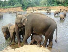 baby-elephant.jpg (136243 bytes)